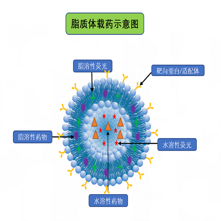 脂質體載藥技術服務